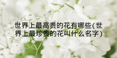 世界上最高贵的花有哪些(世界上最珍贵的花叫什么名字)