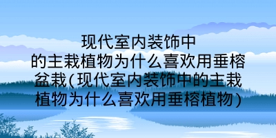 现代室内装饰中的主栽植物为什么喜欢用垂榕盆栽(现代室内装饰中的主栽植物为什么喜欢用垂榕植物)