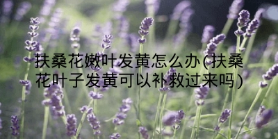 扶桑花嫩叶发黄怎么办(扶桑花叶子发黄可以补救过来吗)