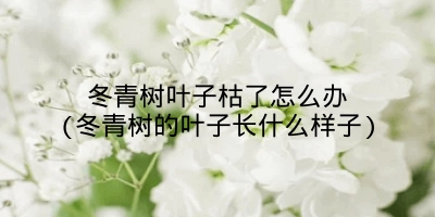 冬青树叶子枯了怎么办(冬青树的叶子长什么样子)