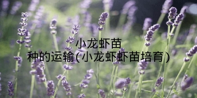 小龙虾苗种的运输(小龙虾虾苗培育)