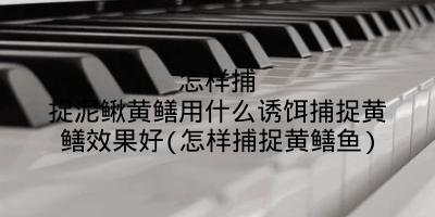 怎样捕捉泥鳅黄鳝用什么诱饵捕捉黄鳝效果好(怎样捕捉黄鳝鱼)