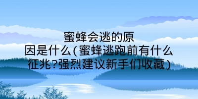 蜜蜂会逃的原因是什么(蜜蜂逃跑前有什么征兆?强烈建议新手们收藏)