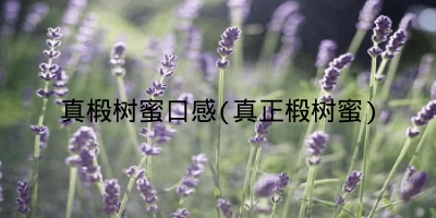 真椴树蜜口感(真正椴树蜜)