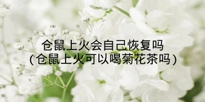 仓鼠上火会自己恢复吗(仓鼠上火可以喝菊花茶吗)