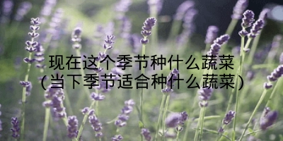 现在这个季节种什么蔬菜(当下季节适合种什么蔬菜)