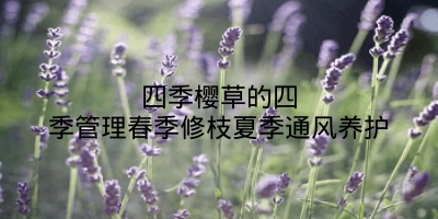 四季樱草的四季管理春季修枝夏季通风养护