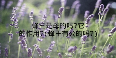 蜂王是母的吗?它的作用?(蜂王有公的吗?)