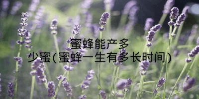 蜜蜂能产多少蜜(蜜蜂一生有多长时间)