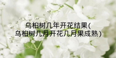 乌桕树几年开花结果(乌桕树几月开花几月果成熟)