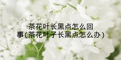 茶花叶长黑点怎么回事(茶花叶子长黑点怎么办)