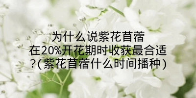 为什么说紫花苜蓿在20%开花期时收获最合适?(紫花苜蓿什么时间播种)