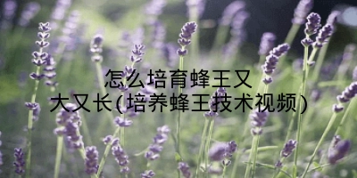 怎么培育蜂王又大又长(培养蜂王技术视频)