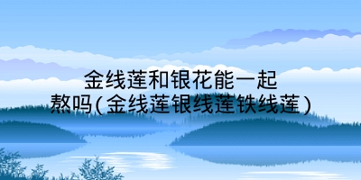 金线莲和银花能一起熬吗(金线莲银线莲铁线莲)