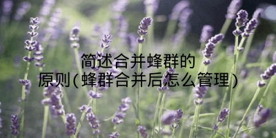 简述合并蜂群的原则(蜂群合并后怎么管理)