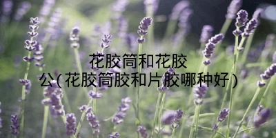 花胶筒和花胶公(花胶筒胶和片胶哪种好)