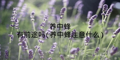 养中蜂有前途吗(养中蜂注意什么)