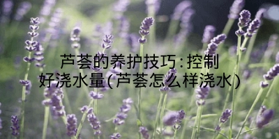 芦荟的养护技巧:控制好浇水量(芦荟怎么样浇水)