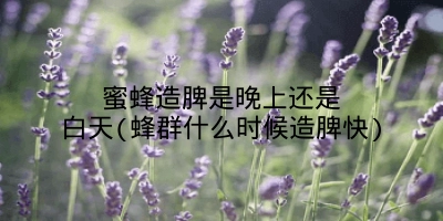 蜜蜂造脾是晚上还是白天(蜂群什么时候造脾快)