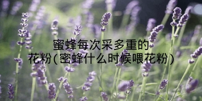 蜜蜂每次采多重的花粉(密蜂什么时候喂花粉)