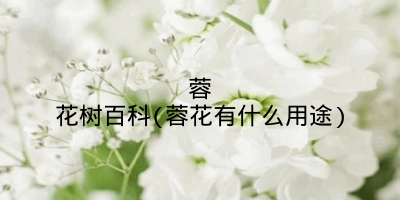 蓉花树百科(蓉花有什么用途)