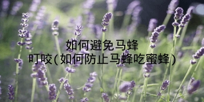 如何避免马蜂叮咬(如何防止马蜂吃蜜蜂)