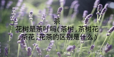 茶花树是茶叶吗(茶树,茶树花,茶花,花茶的区别是什么)