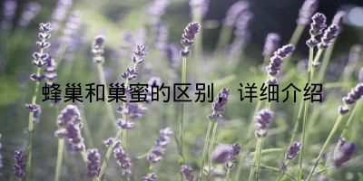 蜂巢和巢蜜的区别，详细介绍