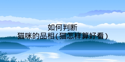 如何判断猫咪的品相(猫怎样算好看)