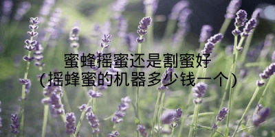 蜜蜂摇蜜还是割蜜好(摇蜂蜜的机器多少钱一个)