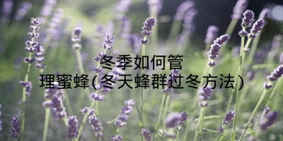 冬季如何管理蜜蜂(冬天蜂群过冬方法)