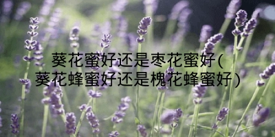 葵花蜜好还是枣花蜜好(葵花蜂蜜好还是槐花蜂蜜好)