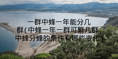 一群中蜂一年能分几群(中蜂一年一群可繁几群,中蜂分蜂的条件有哪些变化)