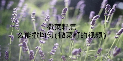 撒菜籽怎么能撒均匀(撒菜籽的视频)