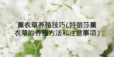 薰衣草养殖技巧(特丽莎薰衣草的养殖方法和注意事项)