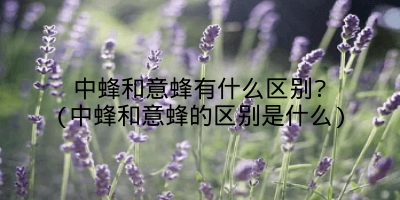 中蜂和意蜂有什么区别?(中蜂和意蜂的区别是什么)