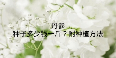 丹参种子多少钱一斤？附种植方法