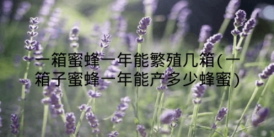 一箱蜜蜂一年能繁殖几箱(一箱子蜜蜂一年能产多少蜂蜜)