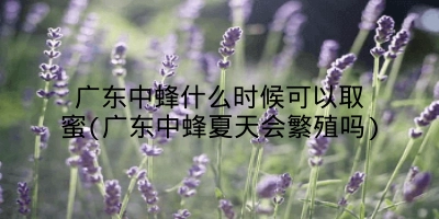 广东中蜂什么时候可以取蜜(广东中蜂夏天会繁殖吗)