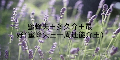 蜜蜂失王多久介王最好(蜜蜂失王一周还能介王)