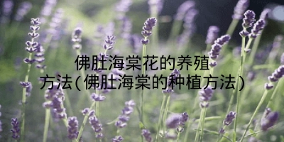 佛肚海棠花的养殖方法(佛肚海棠的种植方法)