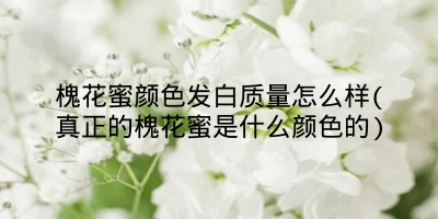 槐花蜜颜色发白质量怎么样(真正的槐花蜜是什么颜色的)