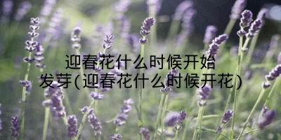 迎春花什么时候开始发芽(迎春花什么时候开花)