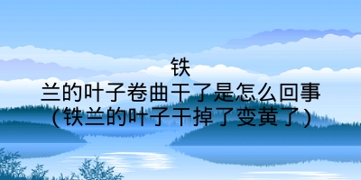 铁兰的叶子卷曲干了是怎么回事(铁兰的叶子干掉了变黄了)