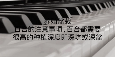 养殖盆栽百合的注意事项,百合都需要很高的种植深度即深坑或深盆