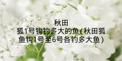 秋田狐1号钩钓多大的鱼(秋田狐鱼钩1号至6号各钓多大鱼)