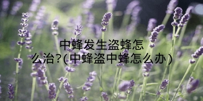 中蜂发生盗蜂怎么治?(中蜂盗中蜂怎么办)