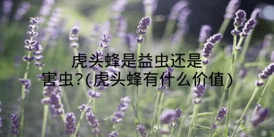 虎头蜂是益虫还是害虫?(虎头蜂有什么价值)