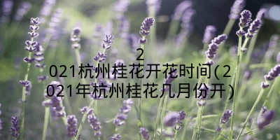 2021杭州桂花开花时间(2021年杭州桂花几月份开)