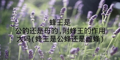 蜂王是公的还是母的,附蜂王的作用大吗(蜂王是公蜂还是雌蜂)